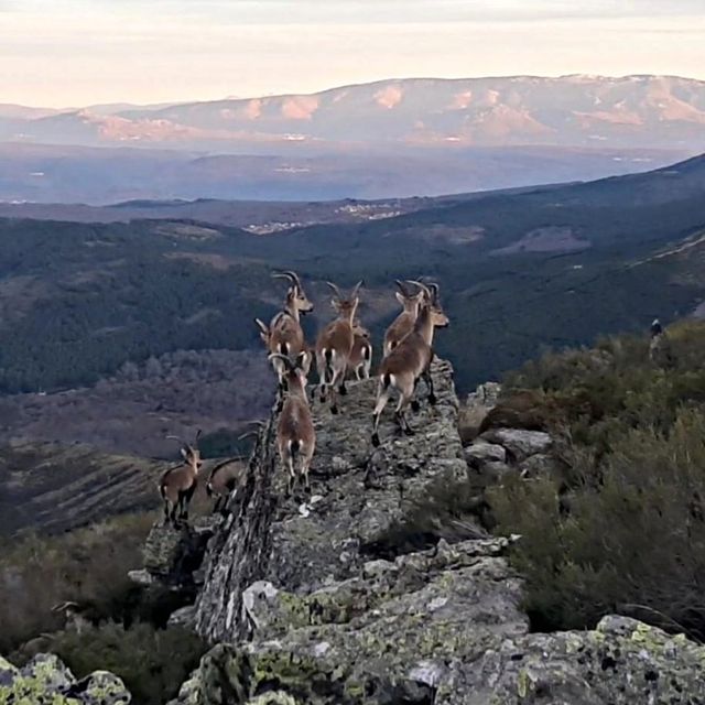 Cabras montesas