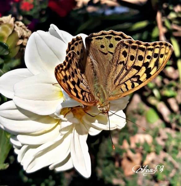 Casa Peña Sierra de Francia flores y mariposa