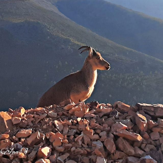 Cabra Montes